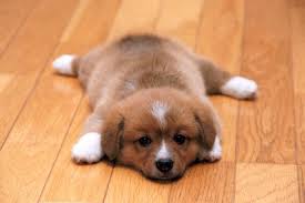 puppy-hardwood-floor