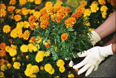 Gardening-Marigolds
