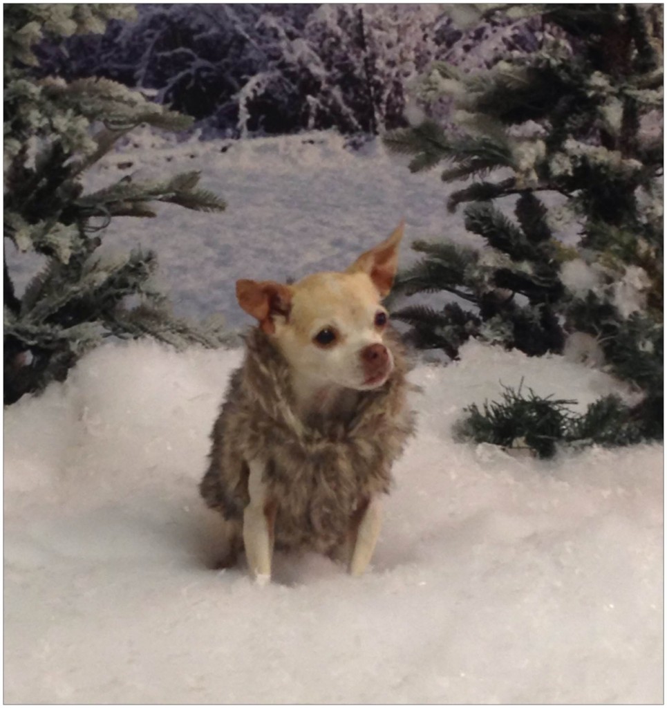 This is Ginger. She's a rescue dog. Her owner and trainer nursed her back to health after having serious hip problems. As you can see, she recovered well as she models a snug faux fur coat in faux snow. 
