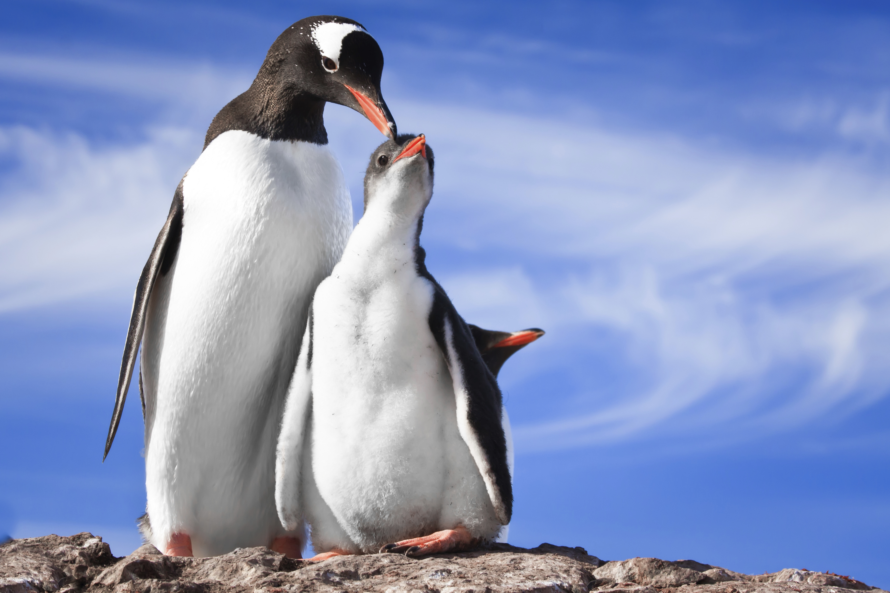 Fascinating Facts About Penguins | The Lakeside Collection