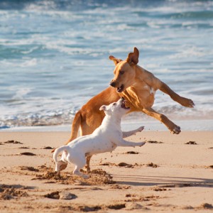 dogs-on-a-beach