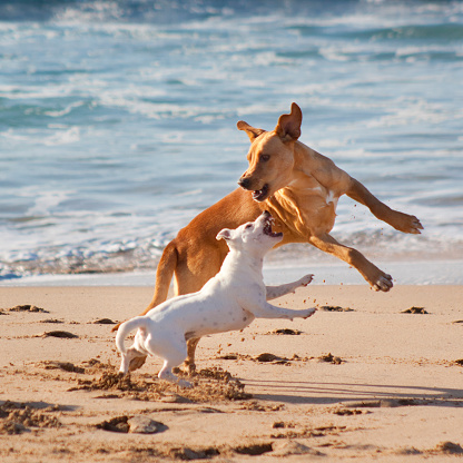 dog lakeside beach labor destinations friendly dogs