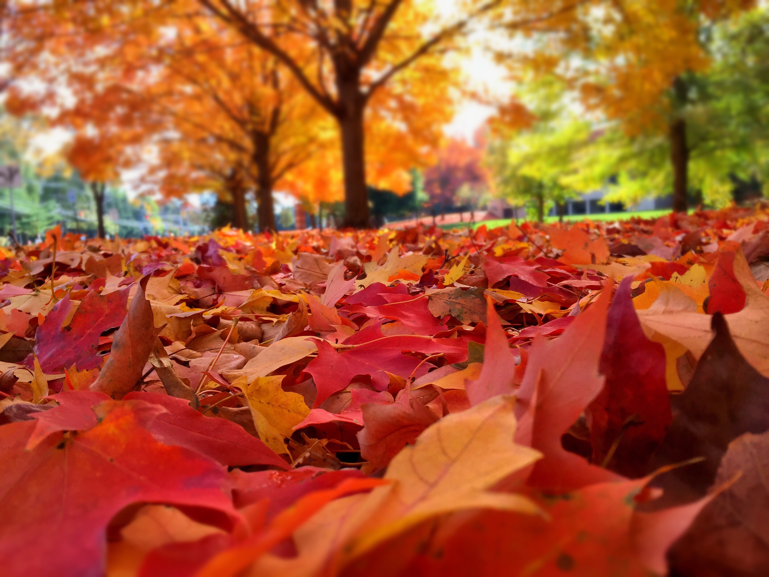 autumn-leaves-on-ground