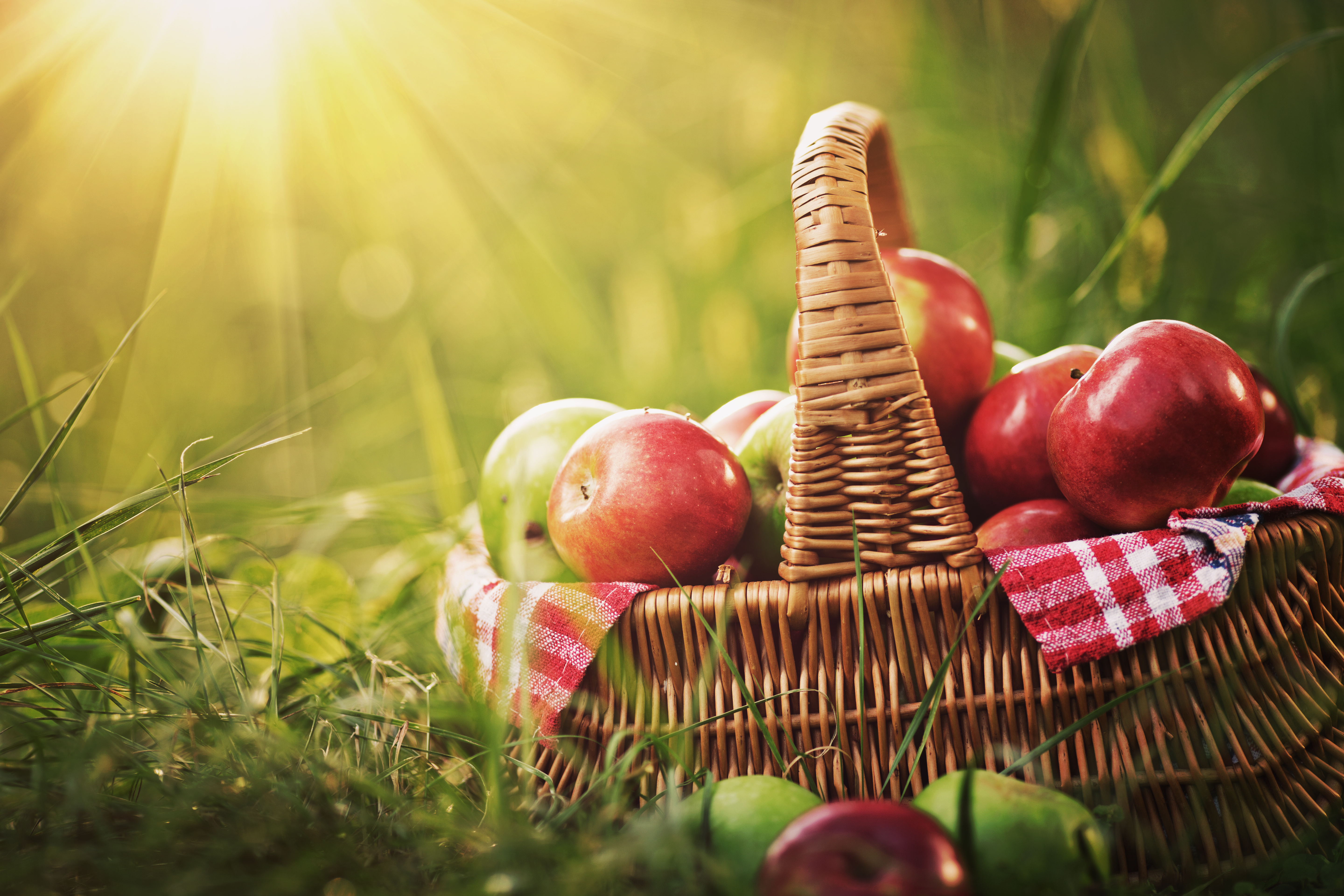organic-apples-in-basket-harvest