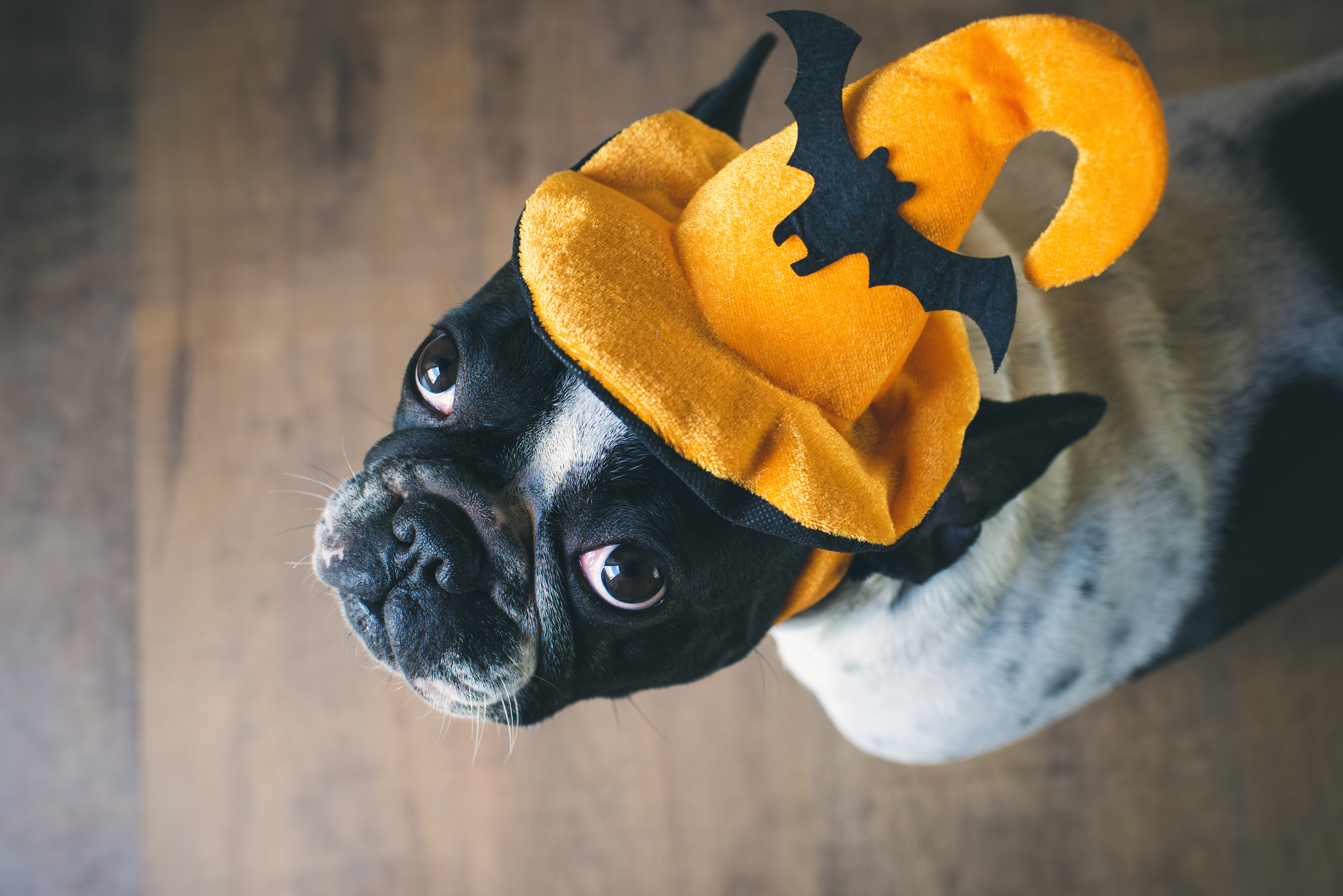 french-bulldog-halloween-costume