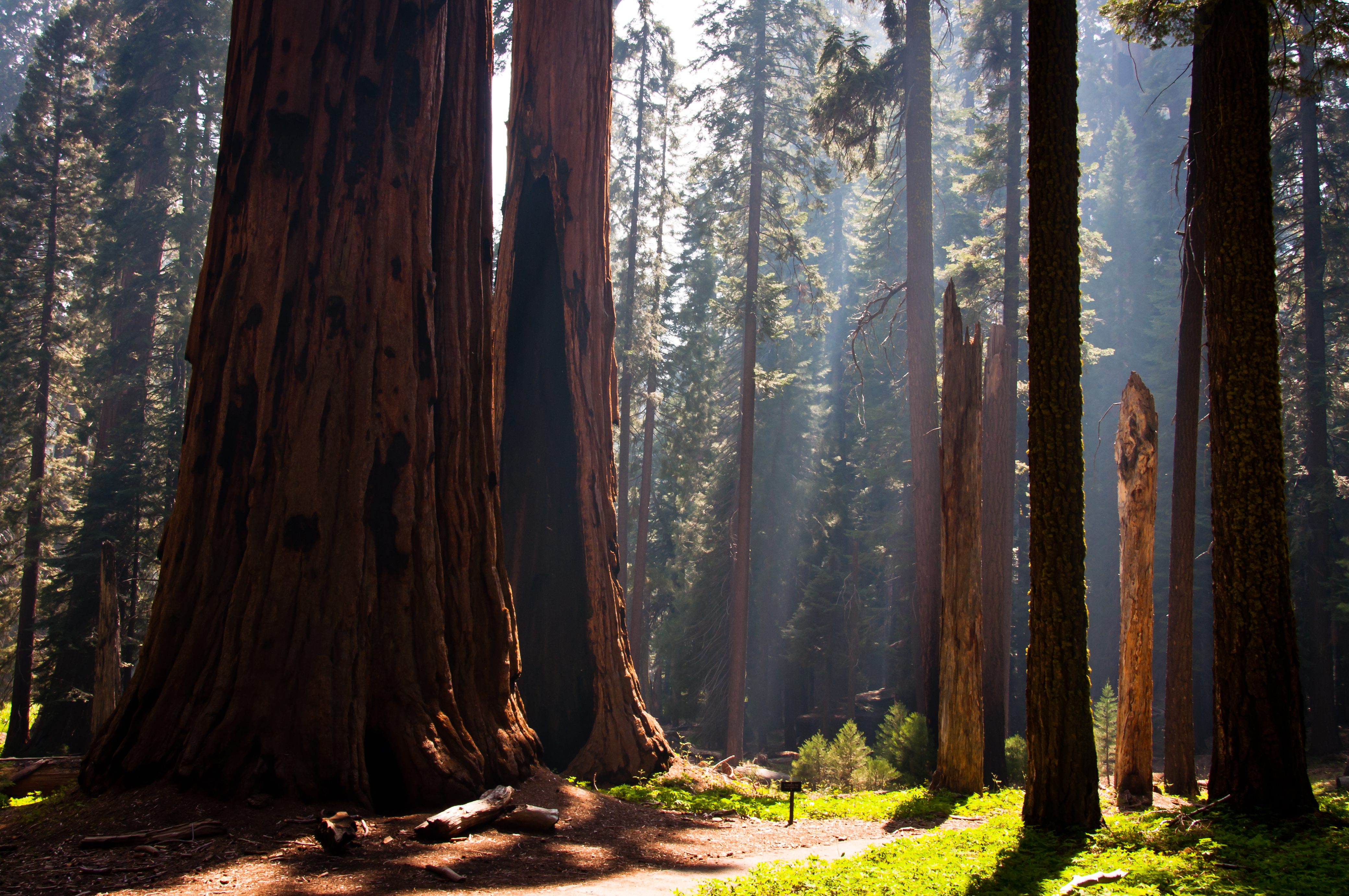 Sequoia National Park - National Parks to Visit in Spring