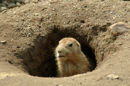 Groundhog-Day