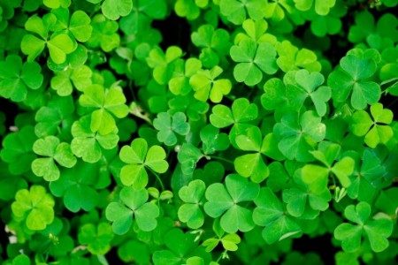 St. Patrick's Day: Fun Facts About Shamrocks | The Lakeside Collection