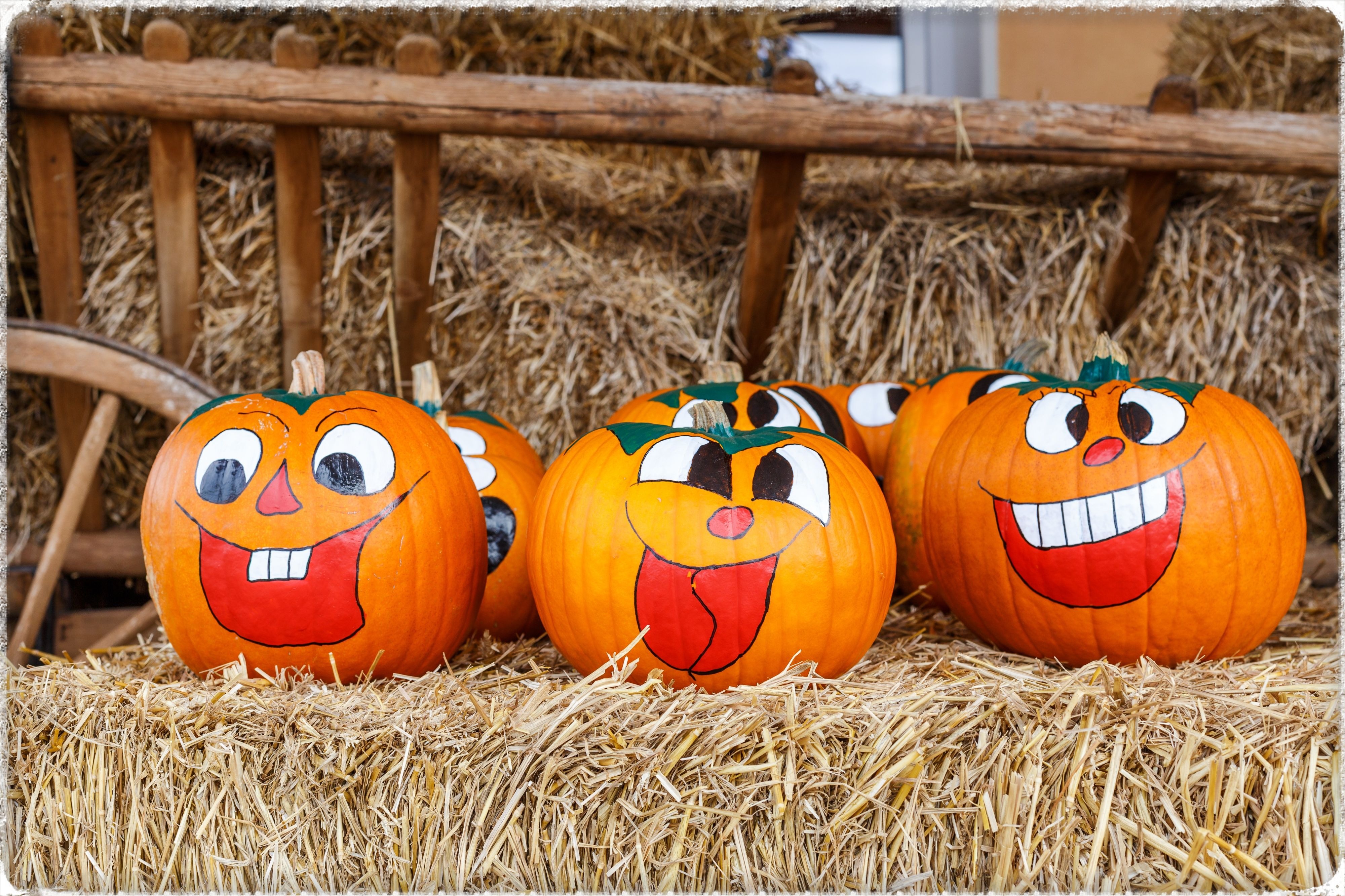 Pumpkin Decorating Ideas   No Carve Pumpkins For Halloween | Pumpkin