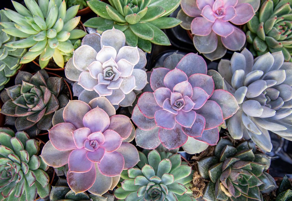 Taking Care Of Succulents - Colorful Succulents