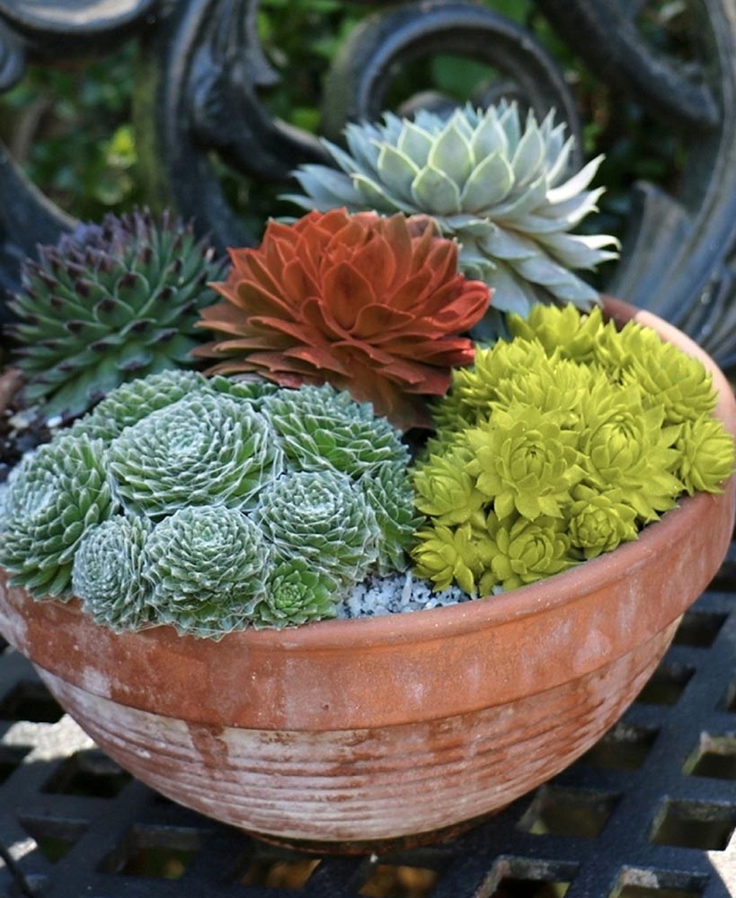 Taking Care Of Succulents: A How-To Guide | The Lakeside Collection