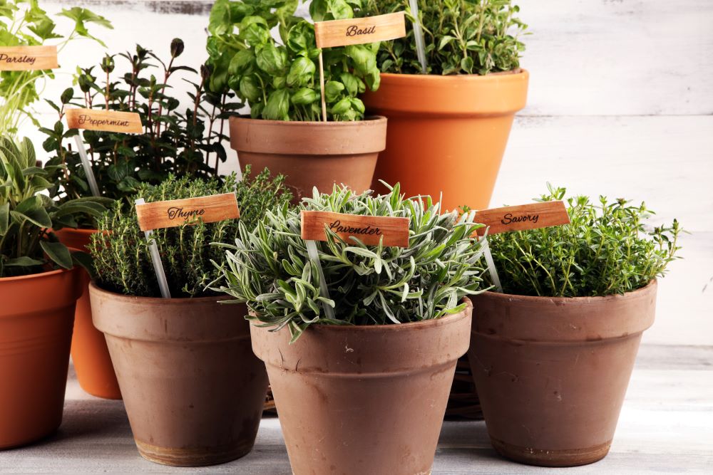 Grow Herbs Indoors - Types Of Herbs