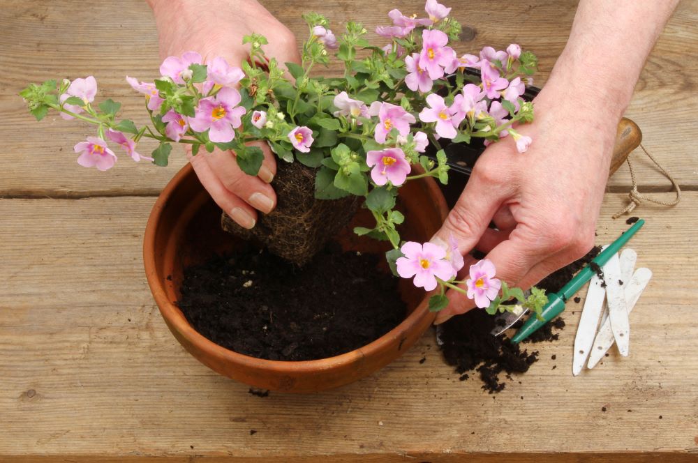 How To Plant In Pots - Planting Flowers