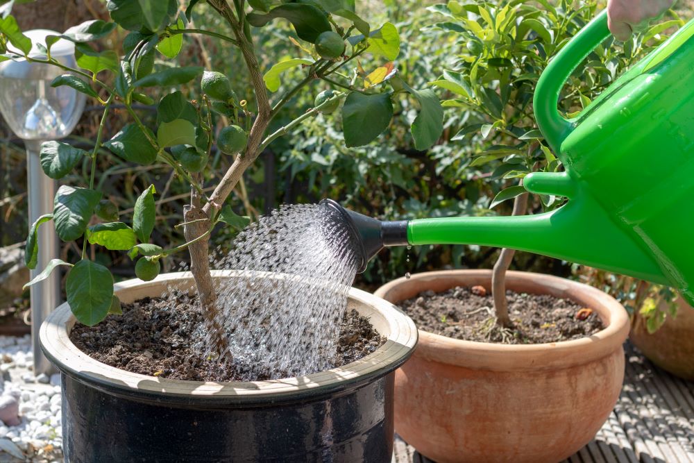 How To Plant In Pots - Watering Plants