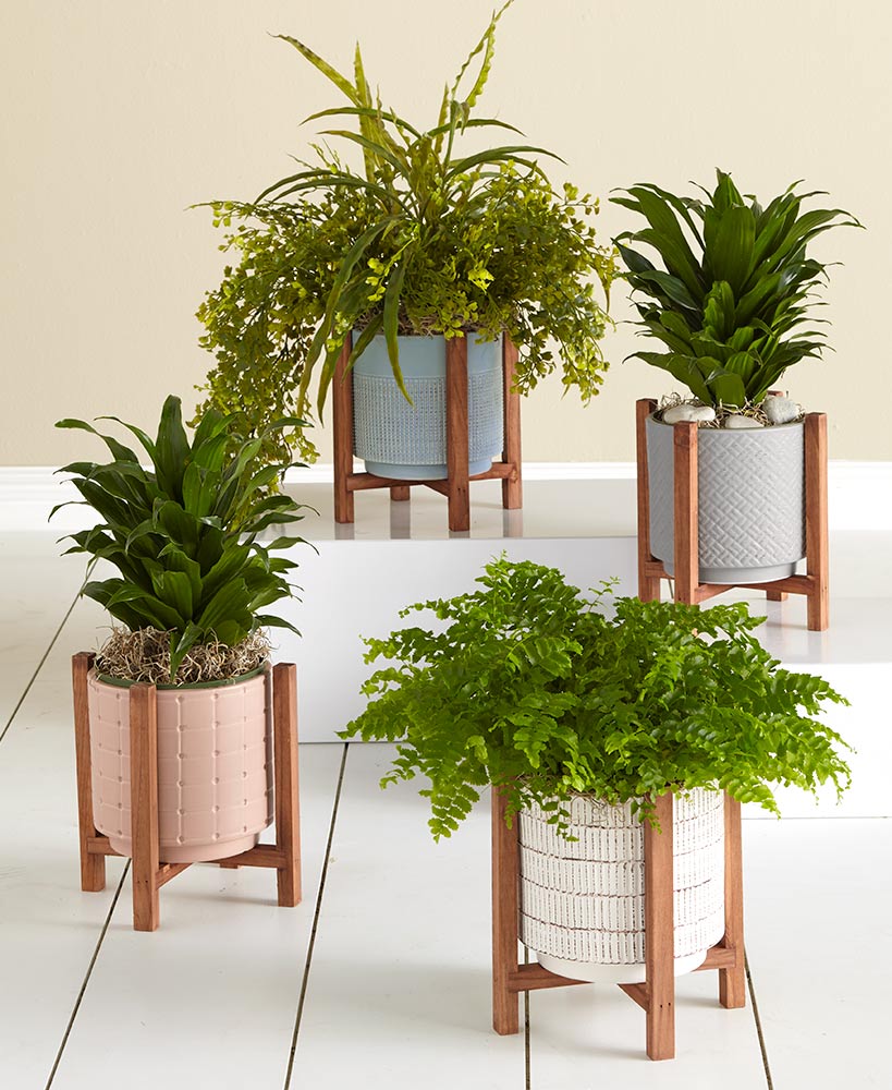 Ceramic Planter on Wood Stand