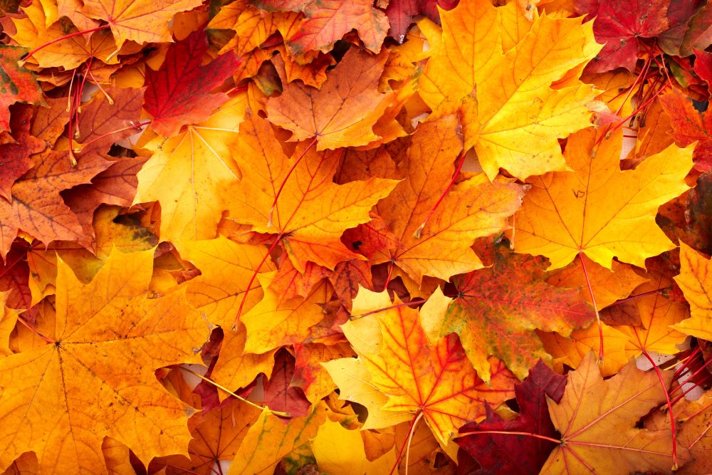 Decorate With fall Foliage